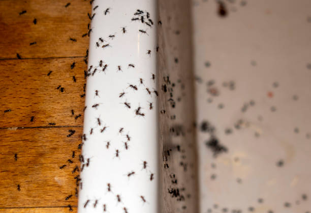 Best Pest Removal Services  in Newbern, TN
