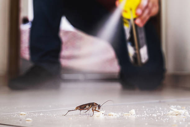 Best Bed Bug Extermination  in Newbern, TN