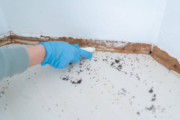Best Pest Prevention Services  in Newbern, TN